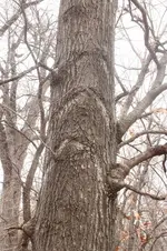IMG_8524 (433x650).webp