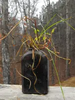 DSCF0048.webp