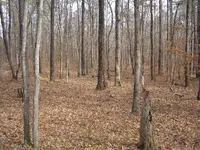 Hunting The Wild Kiamichi 004.webp