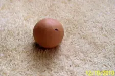 Ball.webp