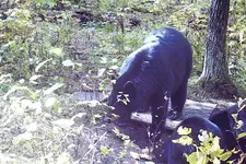 BEAR 2.webp