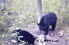 bear5.webp