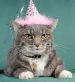 bd_cat.webp