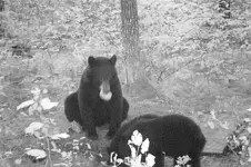 bear7.webp
