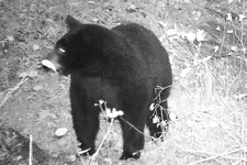 BEAR 3.webp