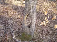Hunting The Wild Kiamichi 011.webp