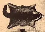 coonskin.webp