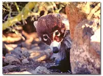 coati1.webp