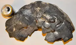 Meteorite.webp