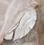 Meteorite-5.webp