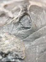 Meteorite-6.webp