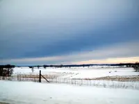 frozen stubble.webp