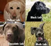 methlab.webp