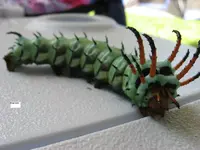 hickory horned devil.webp