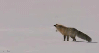 21192436FClf9rNV1.gif