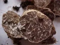 Tuber gibbosum1.webp