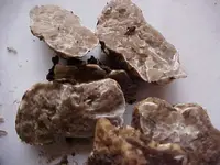 Tuber gibbosum2.webp