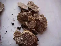 Tuber gibbosum3.webp