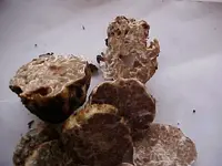 Tuber oregonense1.webp