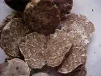 Tuber oregonense2.webp