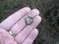 NOV 19TH HUNT WITH THE GANG.33 RD COPPER 001 [].webp