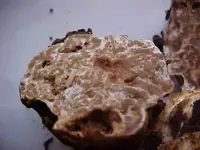 Tuber oregonense4JPG.webp