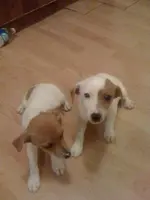 newpuppies.webp