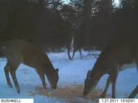 deer fight.webp