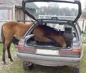 horse_in_car.webp