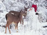 deer.webp