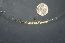 gold drop riffle.webp