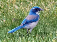 BlueJsm.webp