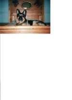 DDCHA 004.webp
