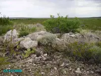 Turtle and dog.webp