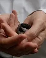 bird-in-hand1-240x300.webp