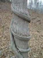 DEC 2ND  HUNT WITH FRANK MATRON HEAD 011 [].webp