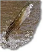 Pops Steelie Michigan.webp