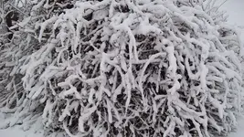 Jan -27-11 011.webp