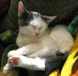 100_0106.webp