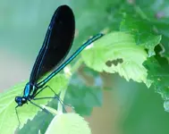 Ebony Jewelwing Damselfly.webp