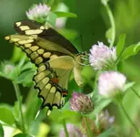 Giant Swallowtail.webp