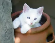Potted kitten.webp
