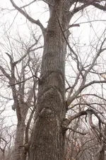 IMG_8523 (433x650).webp