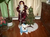 Chance,   Christmas 2010 007.webp