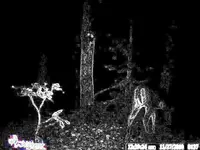 alien_2.webp