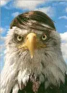Old Bald Eagle.webp