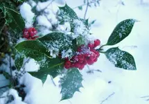 sndr 033.webp