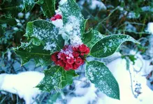 sndr 036.webp