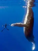 whale.webp