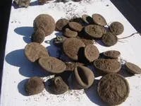 relics 002.webp